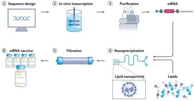 以輝瑞/biontech新冠疫苗bnt162b2的生產流程為例:第一步:dna質粒