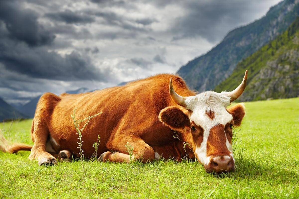 通过直接接触或间接途径(如共用饮水设施,饲料槽)传播给其他健康牛只