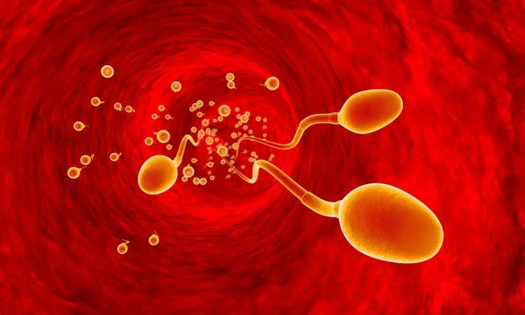 精子和卵子一般可以存活几天(排卵期什么时候同房容易怀孕)