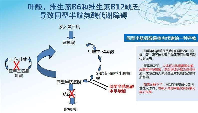 蛋白質 鐵組成血紅蛋白的原料,但預防貧血還要補充葉酸,b族維生素