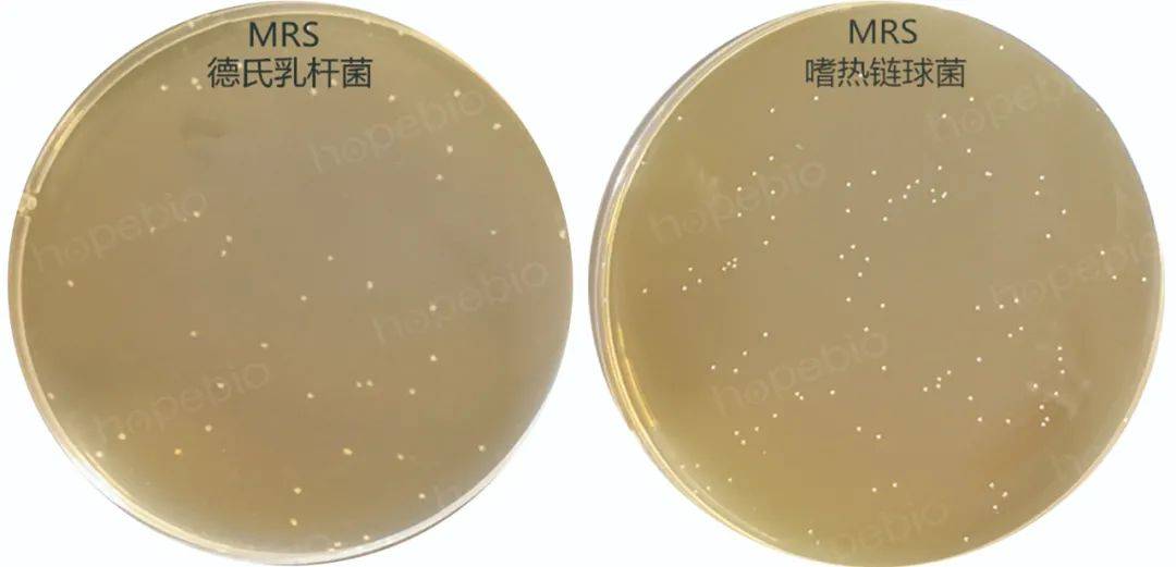 图3 mrs上德氏乳杆菌和嗜热链球菌的菌落形态同样,两种菌在mc琼脂上的