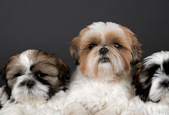 喂养西施犬要注意什么,它的性格特点,一起了解一下_狗狗_毛发_主人