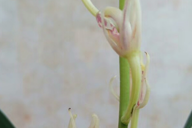 鮮豔美麗的蘭花,它的花朵形態是由這些部分組成的