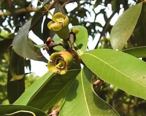 这种"蒲桃"南方才有,据说一斤要价100元,北方人想吃都买不到_侵权