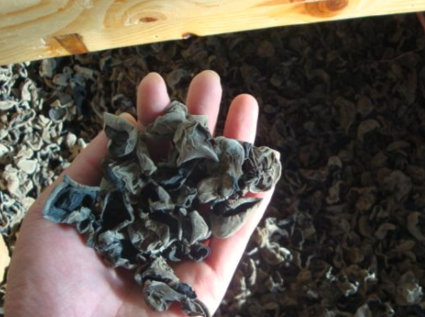 泡木耳别只知道加水,跟着大厨学一招,几分钟就能泡发好!