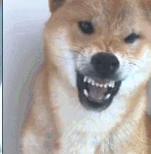 柴犬朝着宠主龇牙咧嘴,主人上去就是一巴掌:不想活了是吧?