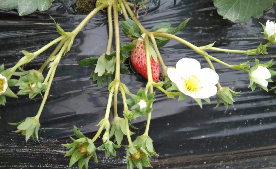 草莓的花你了解多少?
