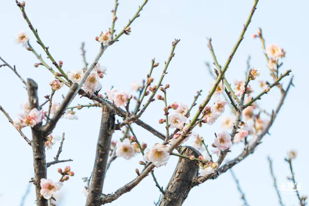 梅花種植已有十餘年福田梅園的名字就叫做