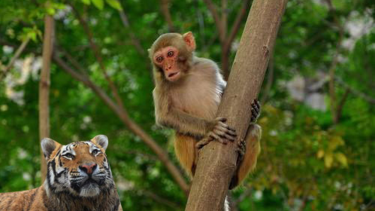 动物园猴子虐待猫猫:那就把猴子和老虎关在一起吧!