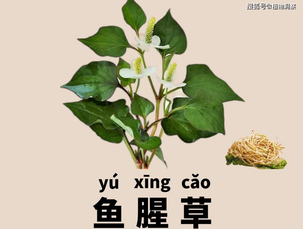 鱼腥草,又称蕺菜,折耳根,有3大作用,价值极高,农民朋友要了解!