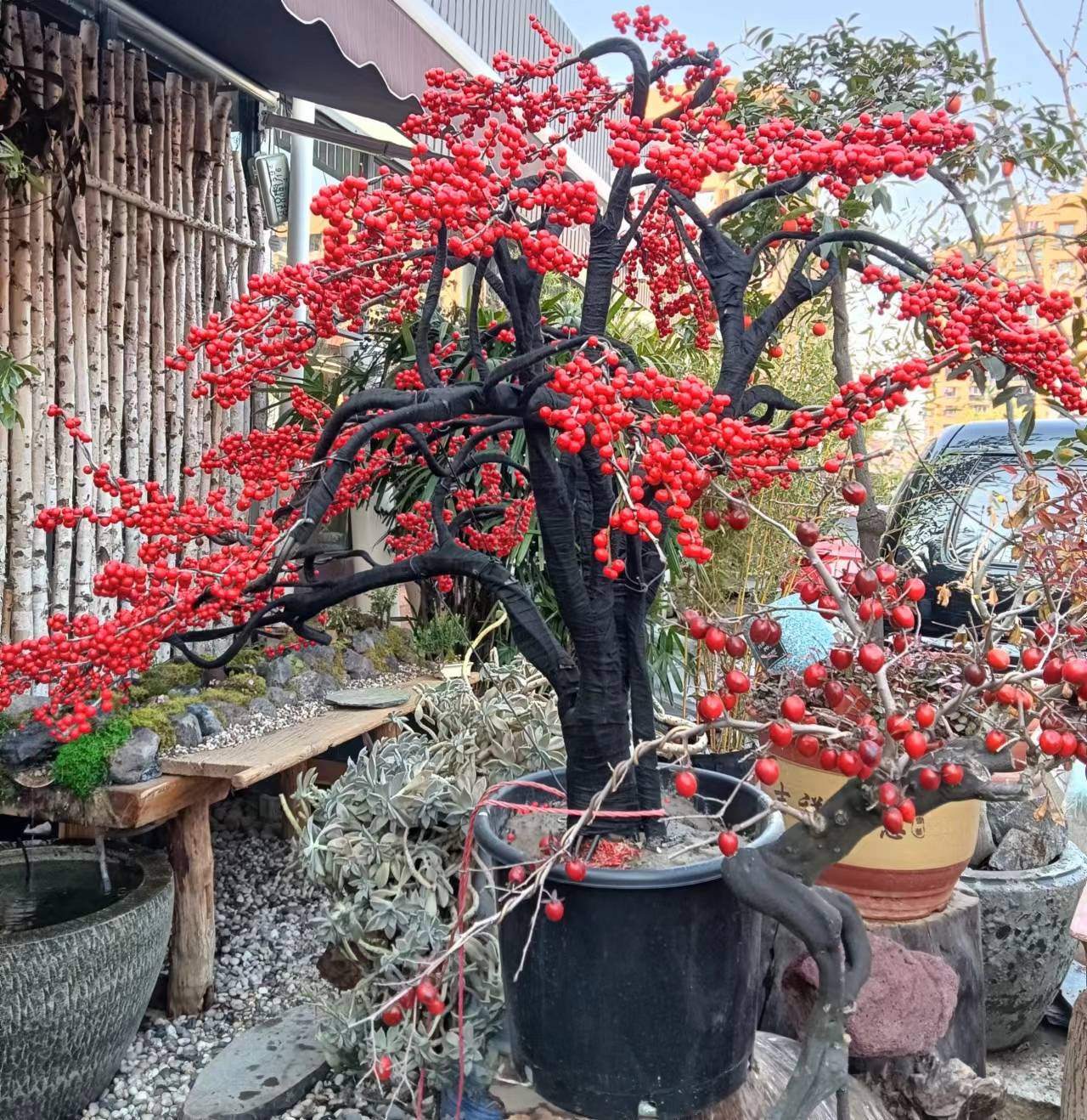 正常冬青造型冬青,枝干扭曲黑色布防止铁丝伤害冬青枝干.