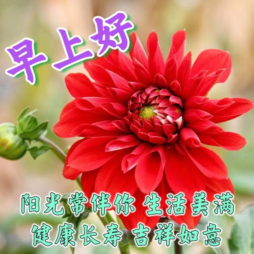2024年1月31日周三早上好,精选温馨的早安祝福图片带字问候语录_都