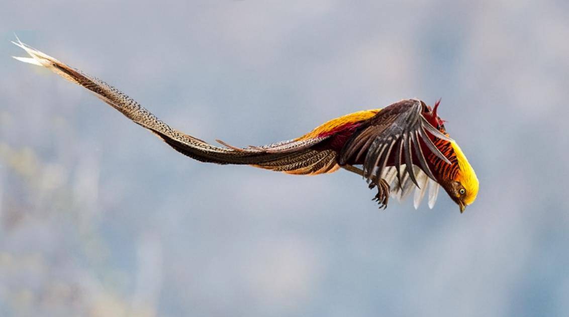 传说中的神鸟凤凰,是一种真实存在的鸟类,现在还生存