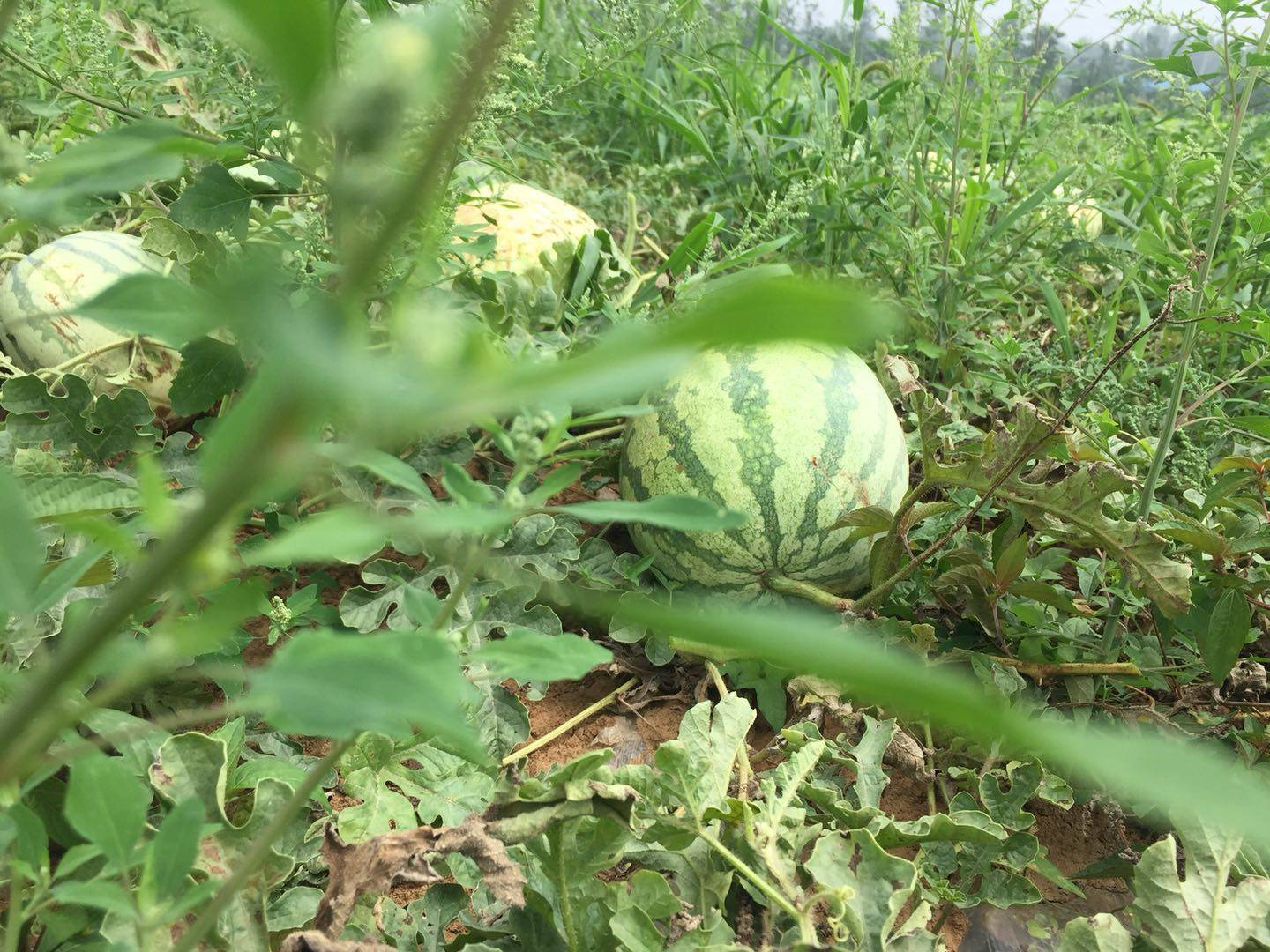 我的经历(26)—— 生产队里的菜园种瓜_甜瓜_小瓜_西瓜