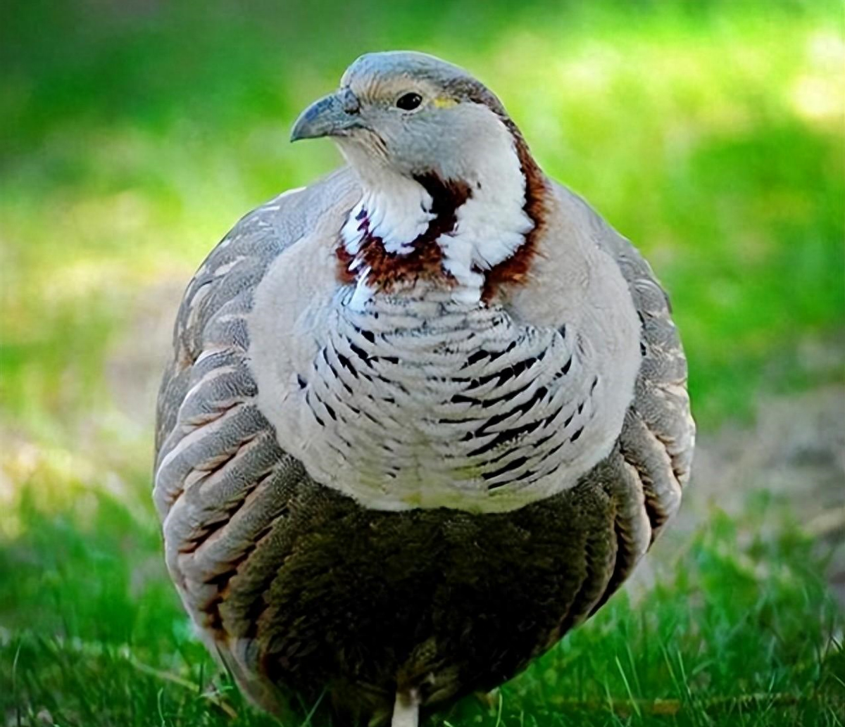 寒冷环境中的珍稀鸟类,为何起名叫雪鸡?为何成为珍惜物种?