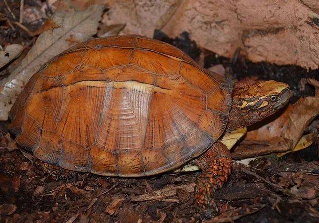 被认为无效,杂交种的琼崖闭壳龟云南闭壳龟正是有了