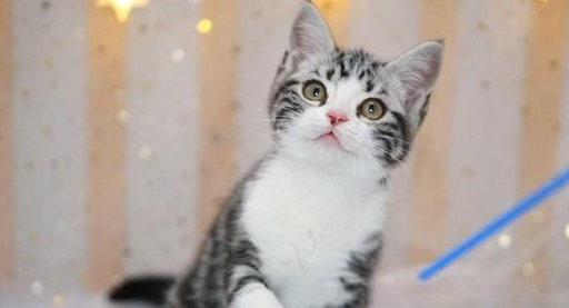 什么样的猫既便宜又容易养?总有一个适合你_价格_暹罗_繁育