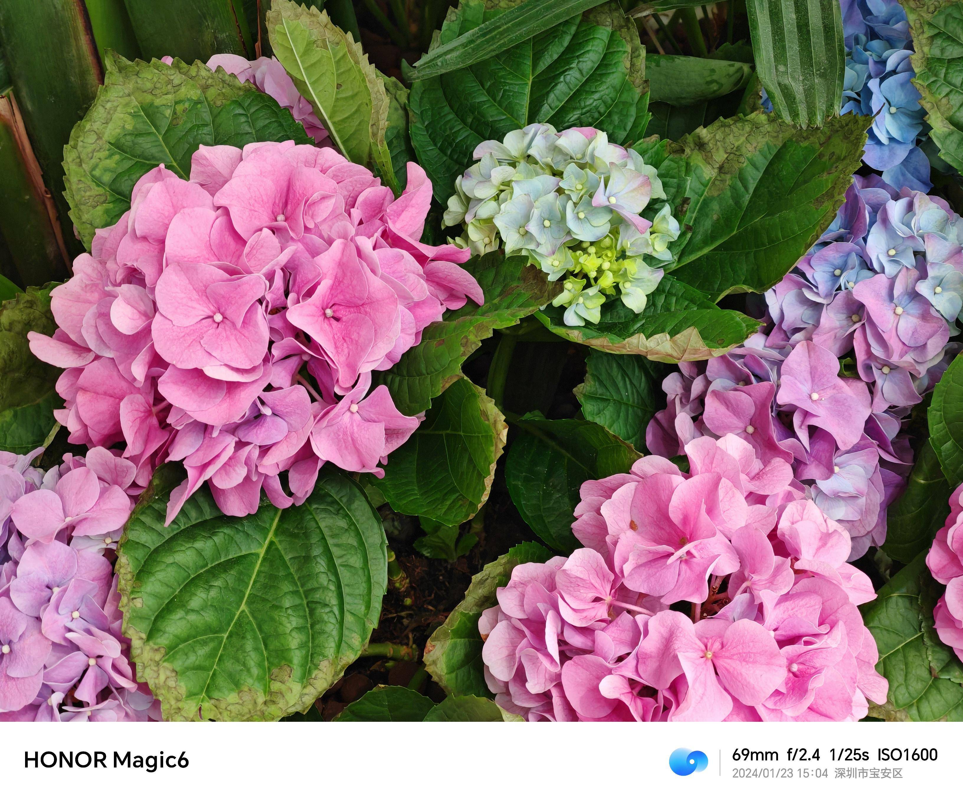 荣耀Magic6标准版带来的Pro级丝滑体验，流云紫配色惊艳登场！