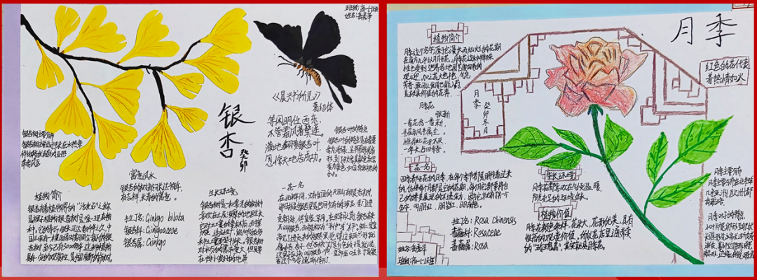 地理在我心中 郑州市基石中学举行地理学科植物名片设计制作比赛