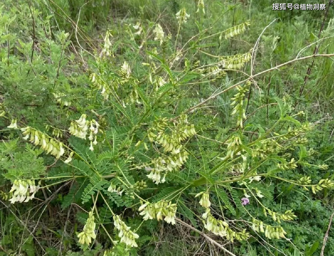 地下_根茎_草本植物