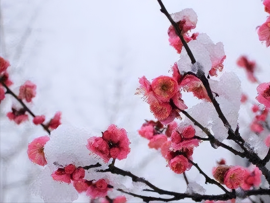 迎春瑞雪 赋诗人醉(外四首)