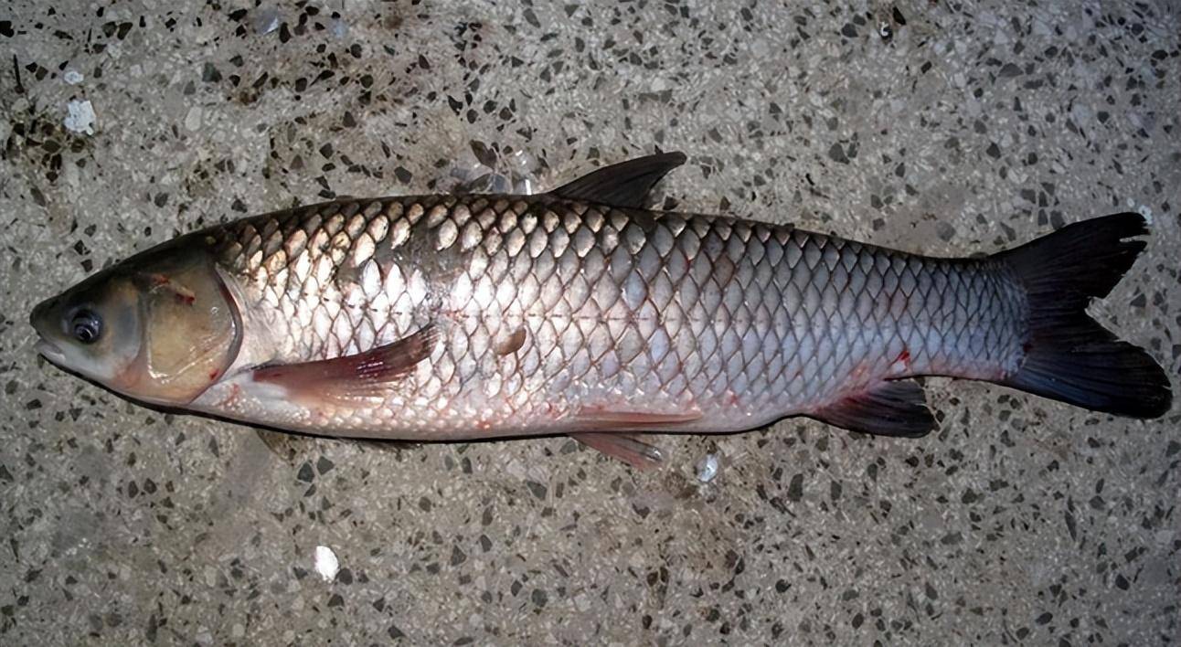 南方水域圈地为王的外来鱼,繁衍了40多年,却被人误认为是草鱼!