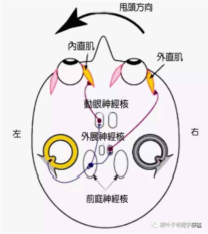 前庭球位置图片