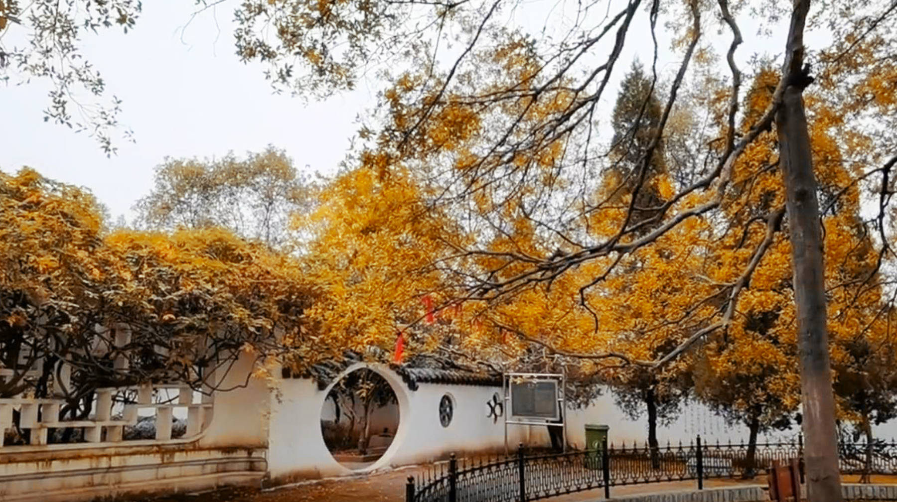 以营泉村入口处的行道树为准,香樟树数不胜数,进到灵泉寺的山门与后山