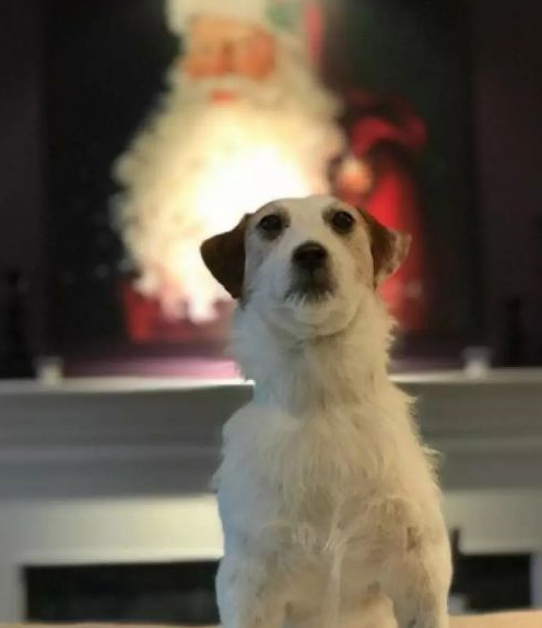 "原来mitchbyers的妈妈为让phoebe重生,在它死后拜托标本师将它制成