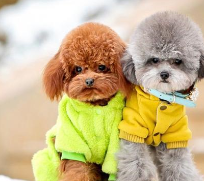 泰迪和比熊,你认为哪个更适合家庭饲养?_对比_训练_狗狗