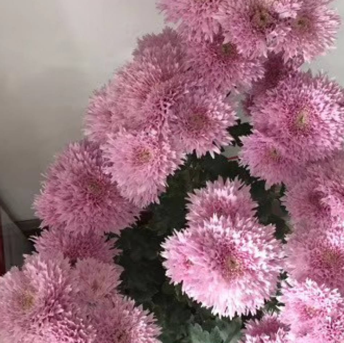 来盆泰迪菊,满足你的"泰迪梦"!__花