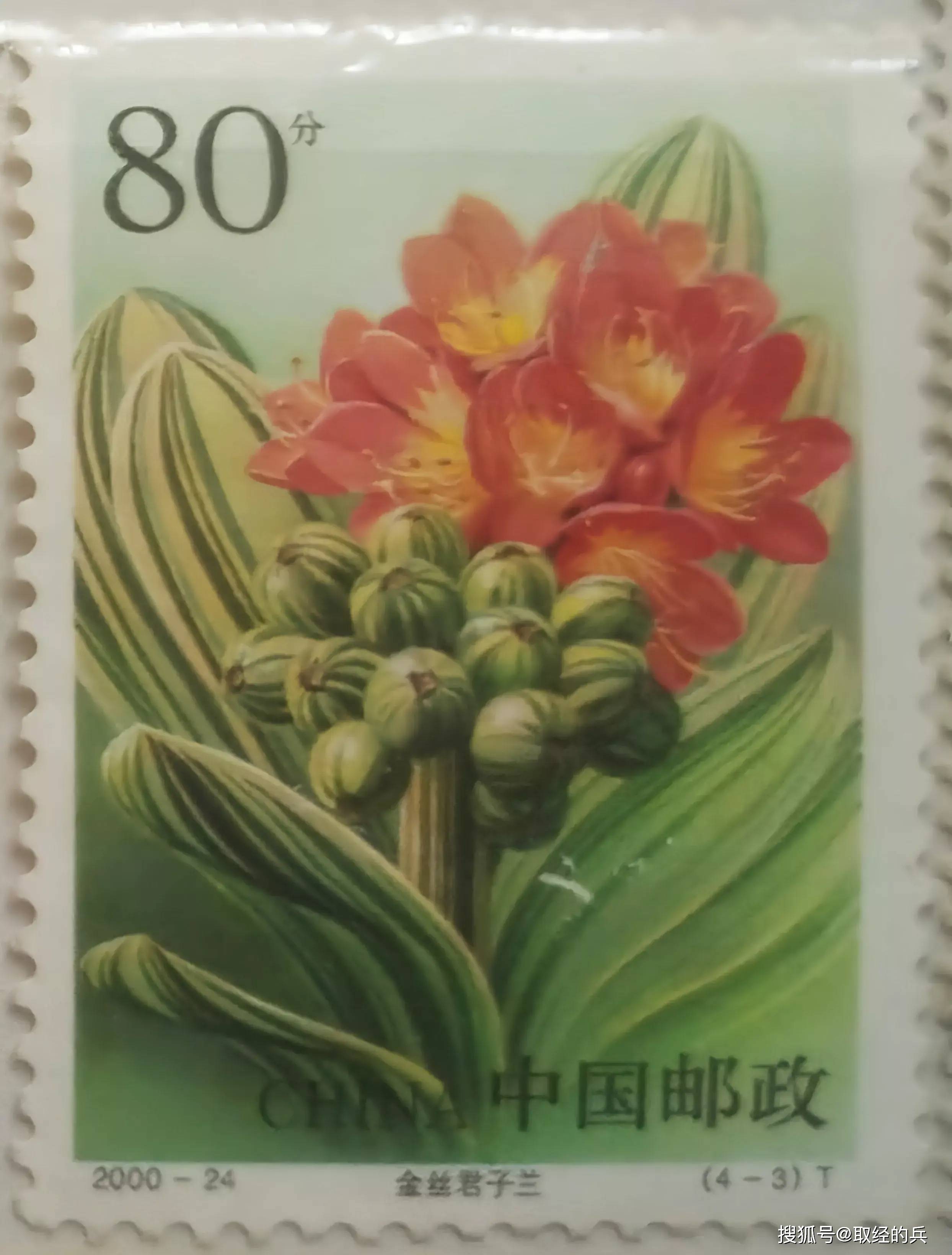 被称为"绿色金条"的君子兰也是国家名片邮票上的一员