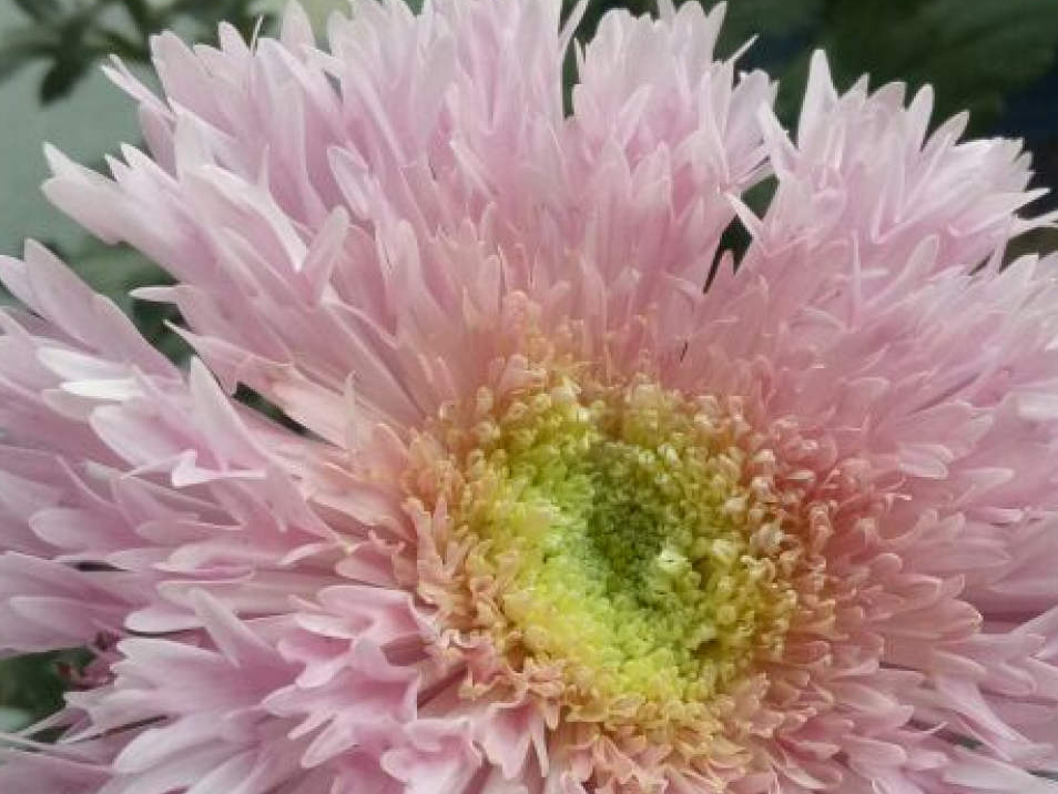 来盆泰迪菊,满足你的"泰迪梦"!__花