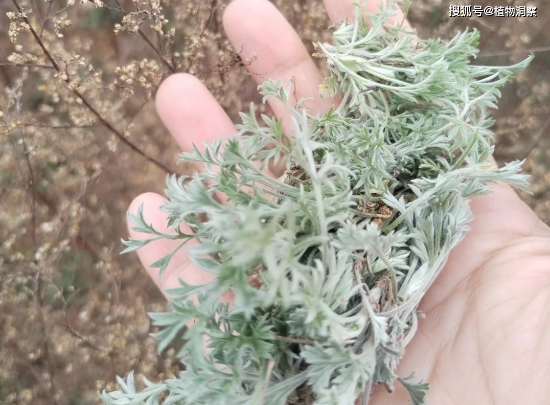 茵陈与青蒿的鉴别图片图片