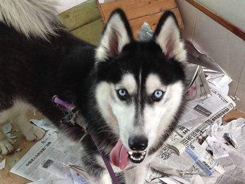 让二哈吃醋,这就是给它了个现成的拆家理由,以往拆家它可能留了一手