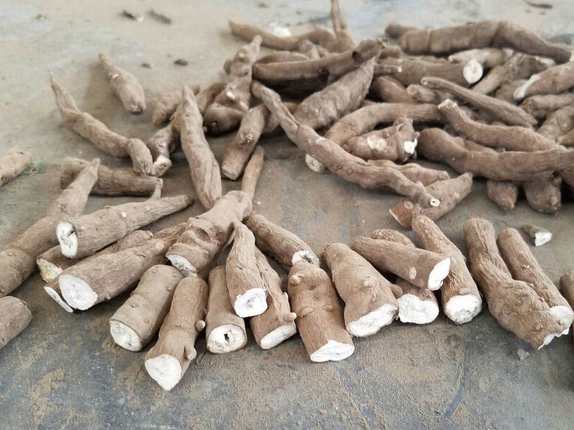 这种草常被错认成艾蒿,开花很美,但它的根却是名贵的"三转半"