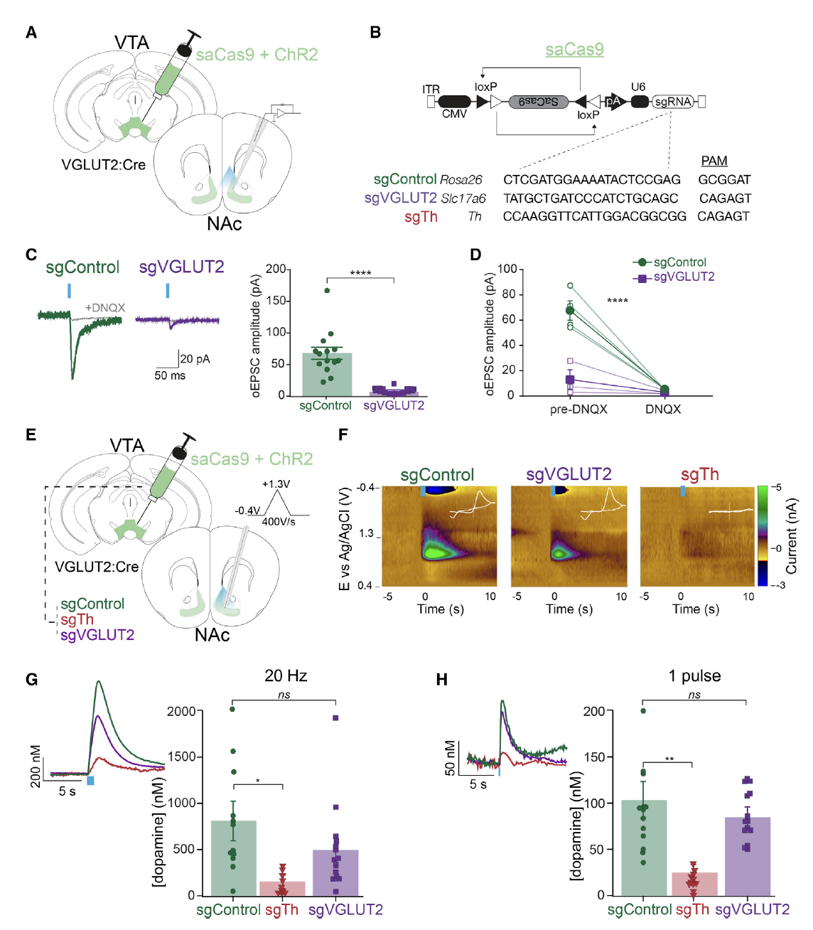 新研究发现多巴胺也引起回避行为_谷氨酸_神经元_实验
