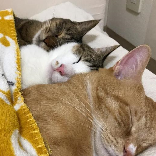 壁纸 动物 猫 猫咪 小猫 桌面 512_512