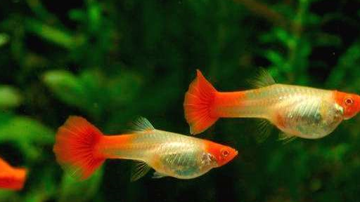 养孔雀鱼能不能用绿水?当然可以,不仅能养好还能养得