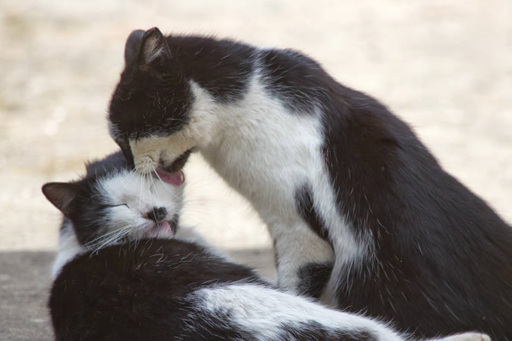 不过能够听到同一只母猫呼唤的绝不止一只公猫,若是两只,或者是多只