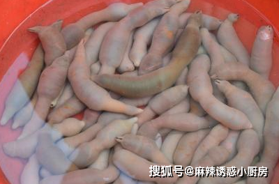 海肠,即便是你没吃过,也应该能听说过他的大名.
