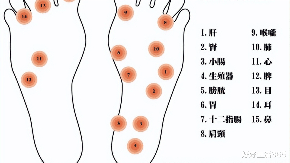足底的主要穴位就是身體各器官的足底反射區.