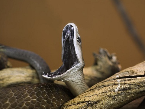世界十大毒蛇排名图片