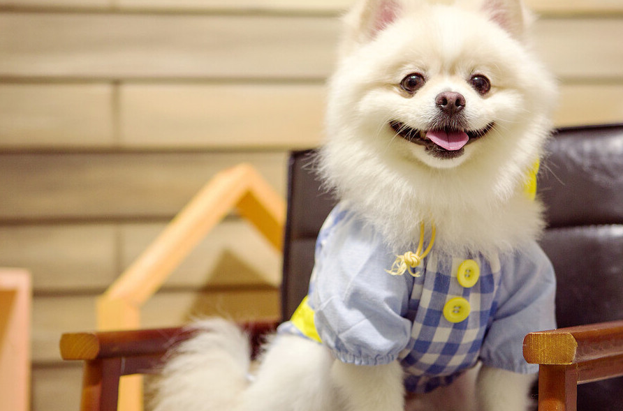 总结!正确饲养"博美犬"的方法,请收好_工作_狗狗_肠胃