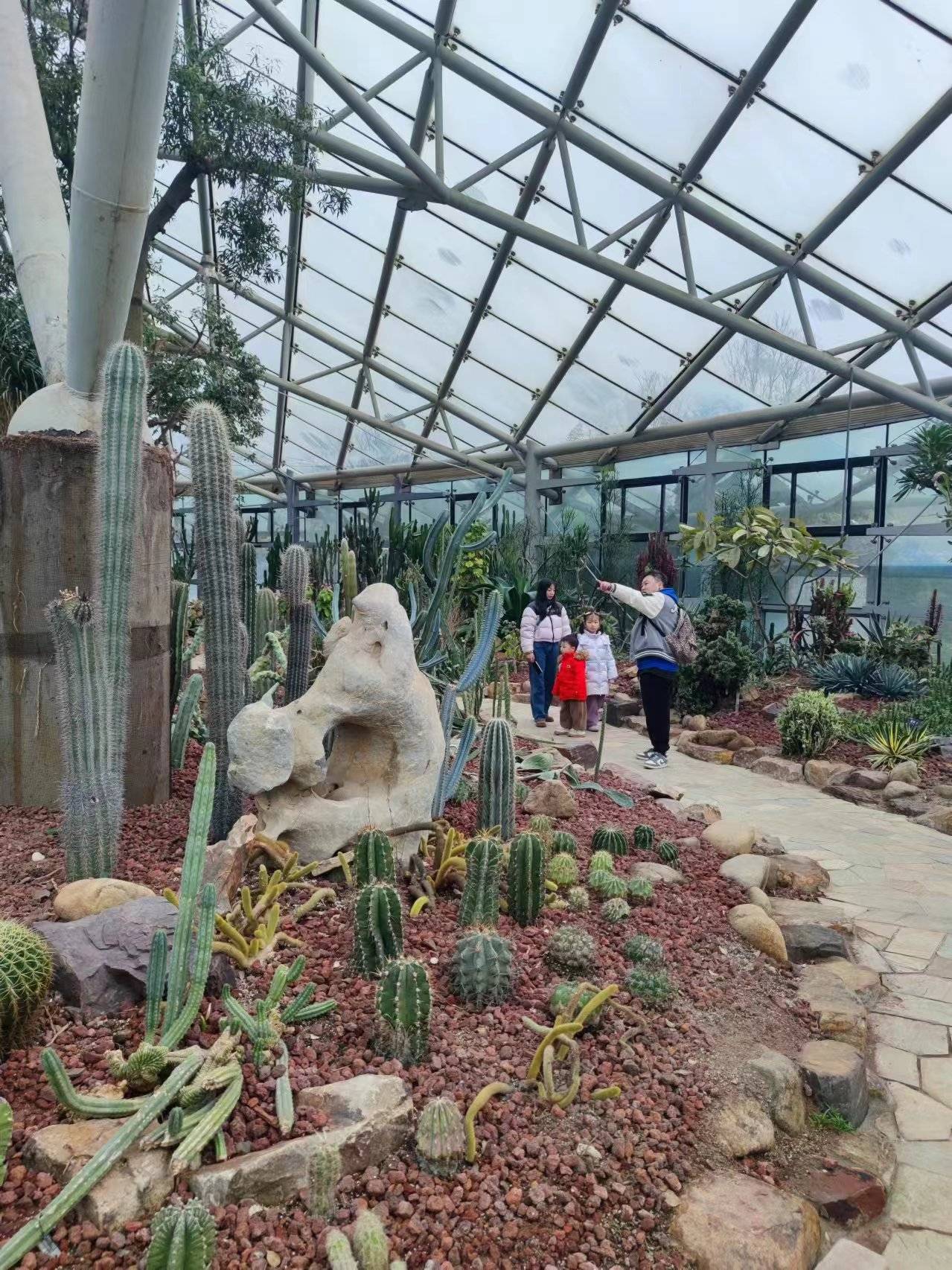 龙年春节去中山植物园,找寻超多"龙"植物!_龙舌_仙人