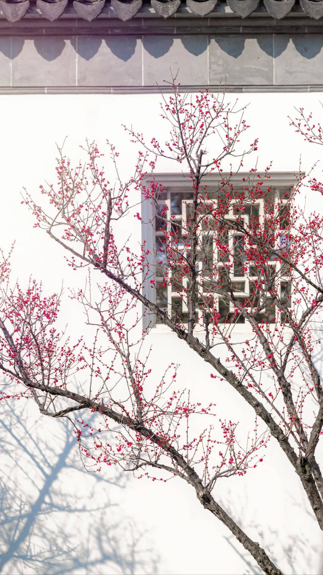 怡园→沧浪亭→可园→颜文樑纪念馆北寺塔下,有一苏式园林——梅圃,园