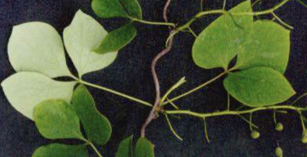 何首乌的藤蔓同样是一味中药,有防治抑郁的作用_功效