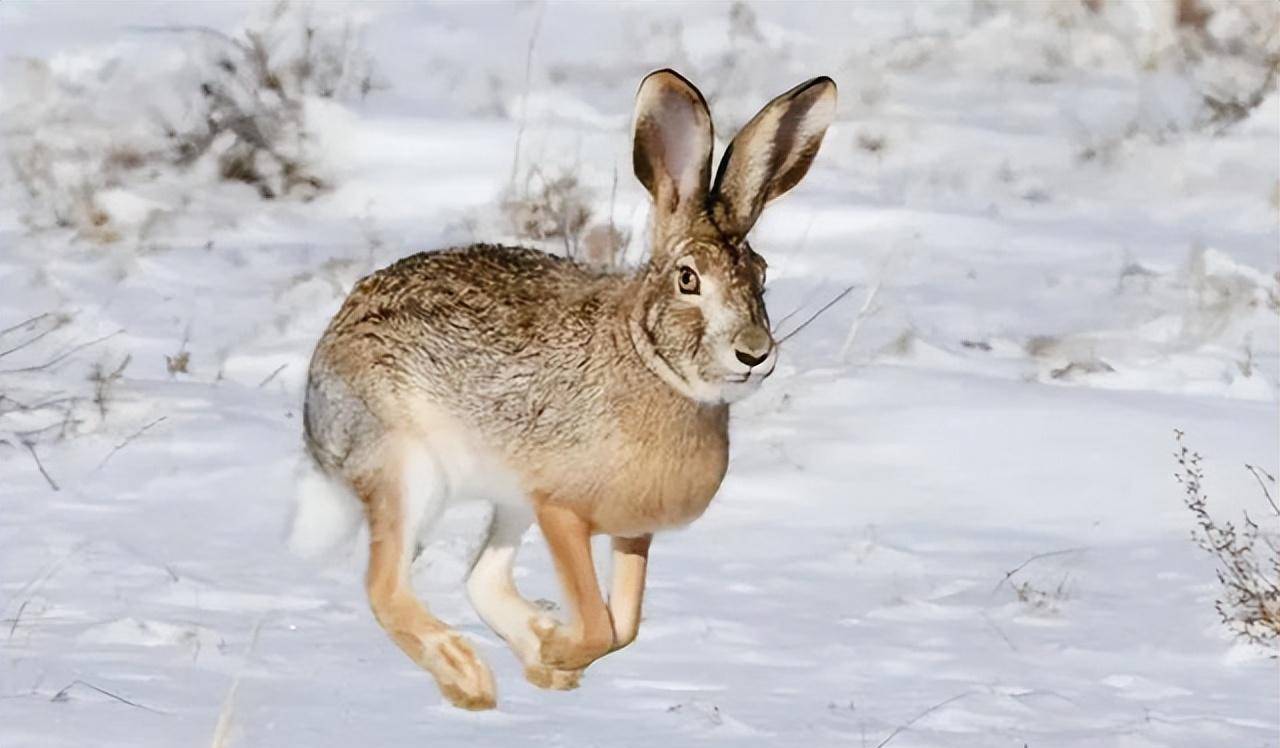 澳大利亚野兔成灾,体重接近百斤,为什么没人吃?