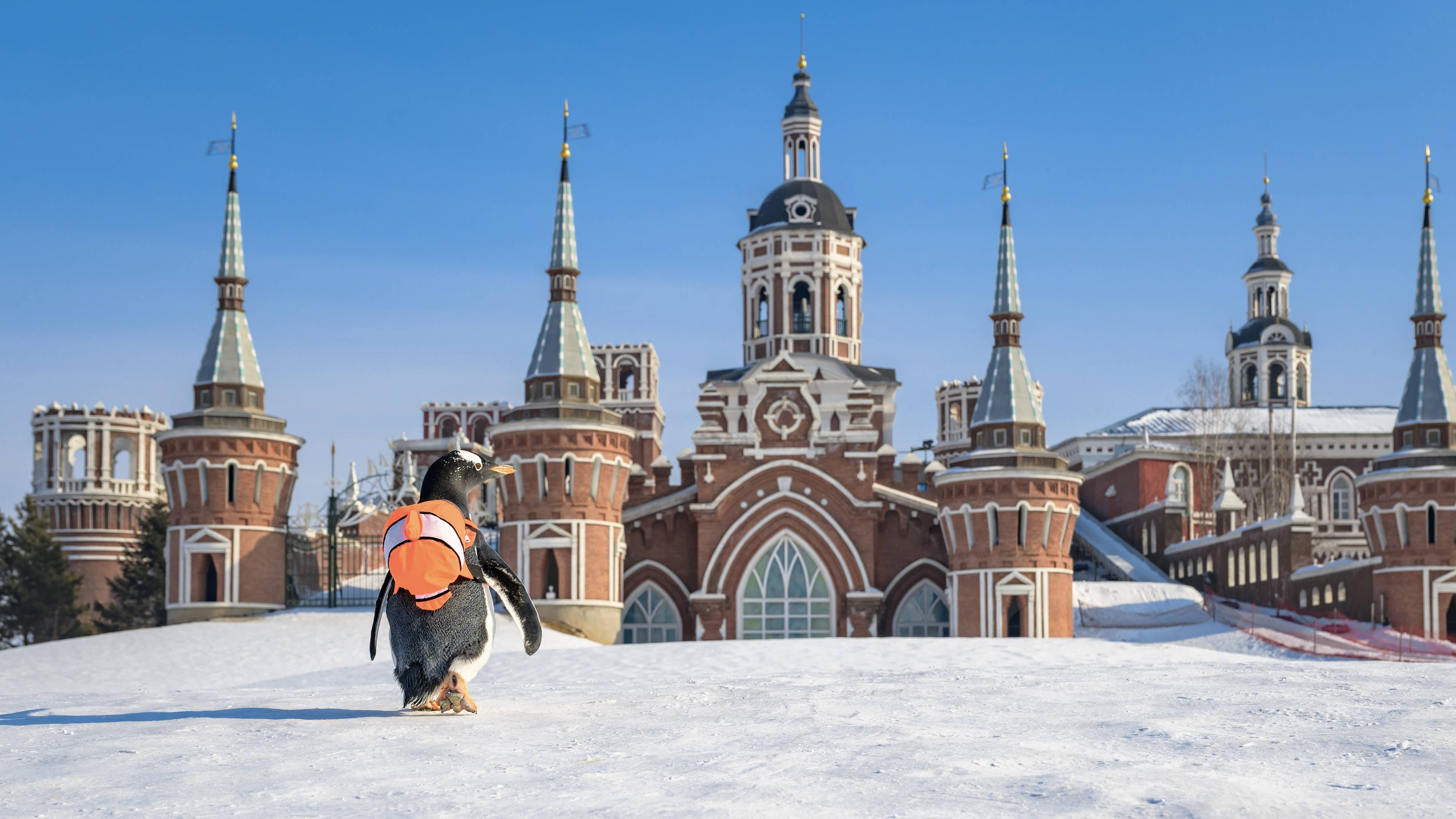 金牌导游淘学企鹅,带全国游客看遍冰城冰雪美景!