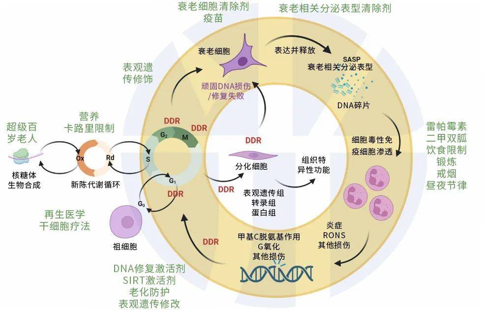 细胞衰老特征示意图图片